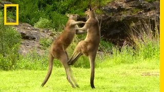 Kangaroo vs Kangaroo  National Geographic [upl. by Seedman]