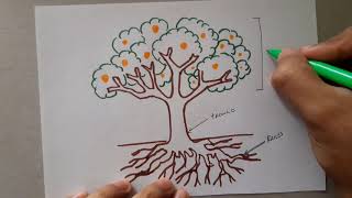 Cómo dibujar un árbol planta y sus partes  How to draw a tree plant and its parts [upl. by Einnel53]