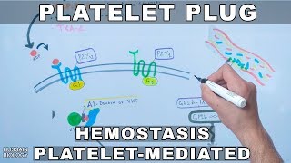 Platelet Plug Formation  Platelet Mediated Hemostasis [upl. by Reggy]