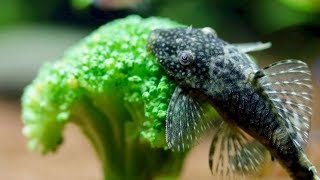 Feeding Bristlenose Pleco Fish Broccoli  Juwel Lido 200 LED [upl. by Lach716]