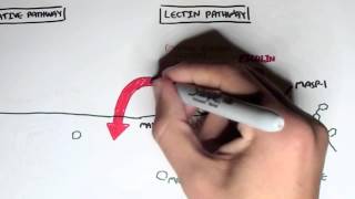 Immunology  Innate Immunity Complement System Overview [upl. by Yelrac392]