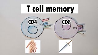 Natural Killer Cells How Do They Kill Selectively [upl. by Harlamert]