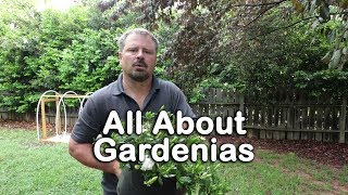 ALL ABOUT GARDENIAS  Details about different varieties and how to grow Gardenias [upl. by Amikehs137]