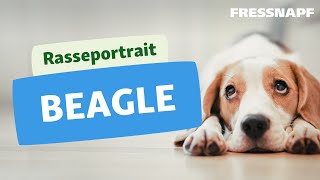 Rasseportrait Beagle [upl. by Luba]