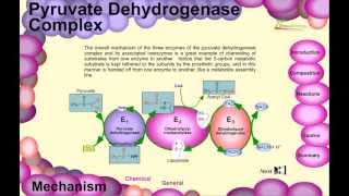 Pyruvate dehydrogenase complex [upl. by Gazo66]