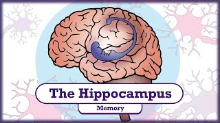 Memory and the Hippocampus [upl. by Lerim]