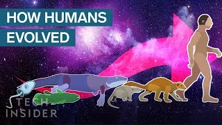 Incredible Animation Shows How Humans Evolved From Early Life [upl. by Peppie877]