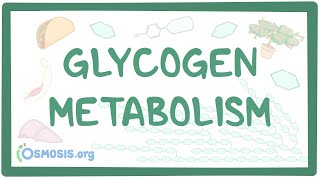 Glycogen metabolism [upl. by Hollyanne]