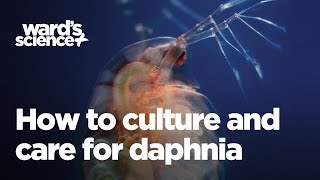 Caring and Culturing for Daphnia [upl. by Jenine]