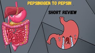 How Pepsinogen is converted to Pepsin HCL and Gastrin Protein digestion [upl. by Cris643]