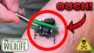 JUMPING Spider BITE ARE They DANGEROUS [upl. by Herminia]