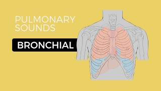 02  Lung Sounds  Bronchial breath sounds [upl. by Aniras]