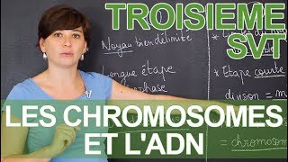 Les chromosomes et lADN  observations microscopiques  SVT  3e  les Bons Profs [upl. by Harragan205]