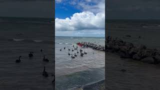 Altona beach Victoria Australia [upl. by Linnette]