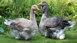 Toulouse Geese  Large Grey Impressive [upl. by Merci910]