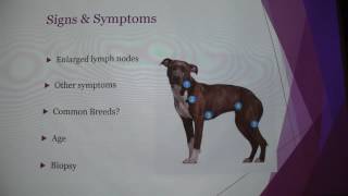 Canine Lymphoma [upl. by Elburt809]