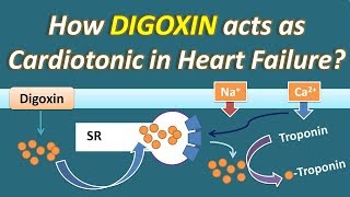 How Digoxin acts as Cardiotonic in Heart Failure [upl. by Kellda]