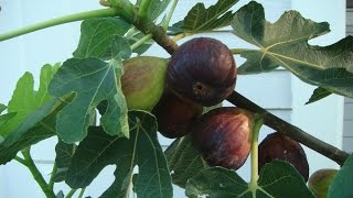 Growing Fig Trees in the South [upl. by Okoy]