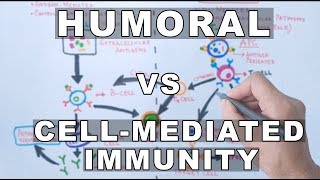 Humoral and Cell Mediated Immunity [upl. by Oicelem638]