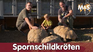 90 kg schwere Spornschildkröte  Centrochelys sulcata  Reptil TV [upl. by Souza]