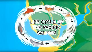 Life Cycle of the Pacific Salmon [upl. by Asirrom]