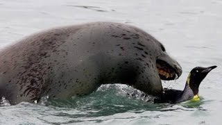 Penguin Vs Leopard Seal  National Geographic Abridged [upl. by Neelyar]