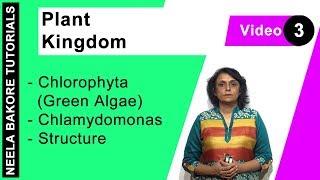 Plant Kingdom  NEET  Chlorophyta Green Algae  Chlamydomonas  Structure  Neela Bakore Tutorials [upl. by Obaza459]