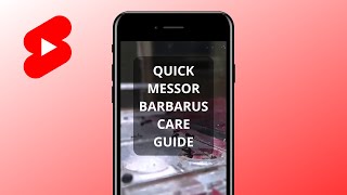 Quick MESSOR BARBARUS Care Guide [upl. by Haslett]