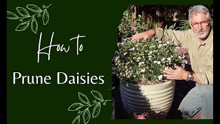 How to Prune Daisies [upl. by Anotyal]