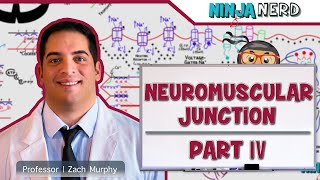 Neuromuscular Junction  Structure  Function amp Diseases🩺 [upl. by Teews]