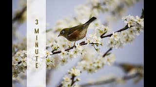 Reiki Healing Music with 24 x 3 minute Tibetan Bell Timer  YIN YOGA TIMER [upl. by Nahama880]