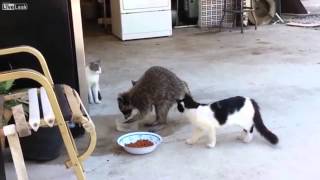 Raccoon Steals Cat Food voiceover [upl. by Sitruk175]