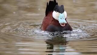 Male Ruddy Duck  Mating Display [upl. by Akinit]