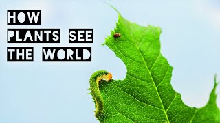 How Plants See and Experience the World [upl. by Nueoras]