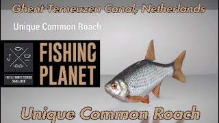 Unique Common Roach  GhentTerneuzen Canal Netherlands  Fishing Planet Guide [upl. by Hakeber]