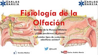 Fisiología  Olfato ¿Cómo percibimos y diferenciamos olores [upl. by Arukas]