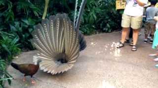 Great Argus Pheasant Mating Dance argusianus argus [upl. by Pears]