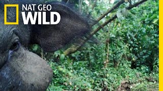 Mysterious Giant Forest Hog Rare Footage  Nat Geo Wild [upl. by Shaver970]