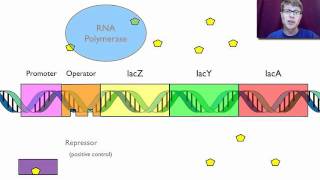 Gene Regulation [upl. by Liw94]