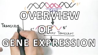 Overview of Gene Expression  Oculocutaneous Albinism Type 2 [upl. by Akemet]