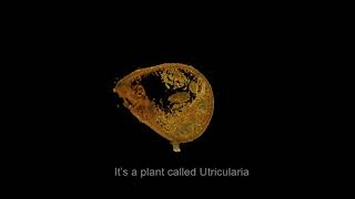 Shaping a carnivorous bladderwort trap [upl. by Barnabas]