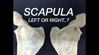 SCAPULA  SIDE DETERMINATION amp ANATOMICAL POSITION [upl. by Eylrac]