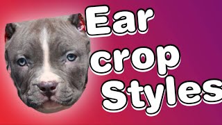 Ear cropping styles for Pitbulls [upl. by Ennairod]