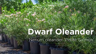 Dwarf Oleander Salmon  Nerium oleander Petite Salmon [upl. by Stacie]