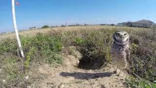 A Few Minutes with the Burrowing Owls [upl. by Charo]