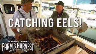 How to Catch and eat Eels  Maryland Farm amp Harvest [upl. by Duffie296]