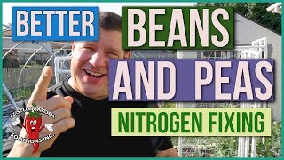 Better Peas And Beans How Nitrogen Fixing Rhizobium Improves Yield And Soil Organically [upl. by Atiluj235]