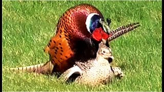 Common Pheasants mating in our garden on a windy day [upl. by Harrie384]