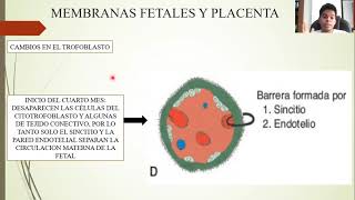 EMBRIOLOGÍA DEL TERCER MES AL NACIMIENTO EL FETO Y LA PLACENTA [upl. by Iruy]