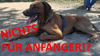 Rhodesian Ridgeback kein Hund für Anfänger [upl. by Ahter]